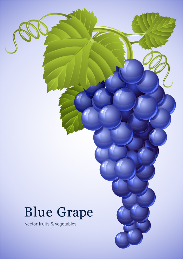 free vector Muscatel grapes vector